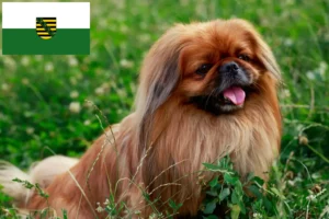 Mehr über den Artikel erfahren Pekingese Züchter und Welpen in Sachsen