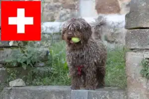 Mehr über den Artikel erfahren Perro de Agua Español Züchter und Welpen in der Schweiz