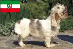 Mehr über den Artikel erfahren Petit Basset Griffon Vendéen Züchter und Welpen in Nordrhein-Westfalen