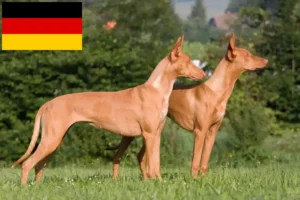 Mehr über den Artikel erfahren Pharaonenhund Züchter und Welpen in Deutschland