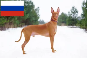 Mehr über den Artikel erfahren Pharaonenhund Züchter und Welpen in Russland