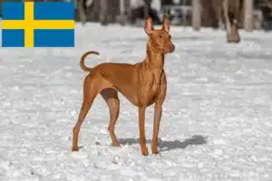 Mehr über den Artikel erfahren Pharaonenhund Züchter und Welpen in Schweden