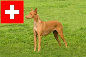 Mehr über den Artikel erfahren Pharaonenhund Züchter und Welpen in der Schweiz