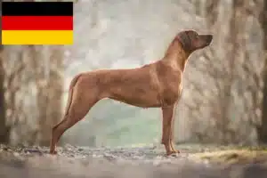 Mehr über den Artikel erfahren Rhodesian Ridgeback Züchter und Welpen in Deutschland