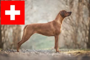 Mehr über den Artikel erfahren Rhodesian Ridgeback Züchter und Welpen in der Schweiz