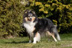 Mehr über den Artikel erfahren Sheltie Züchter