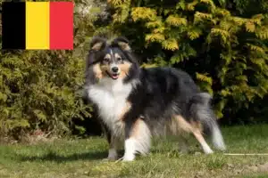 Mehr über den Artikel erfahren Sheltie Züchter und Welpen in Belgien