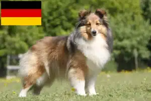 Mehr über den Artikel erfahren Sheltie Züchter und Welpen in Deutschland