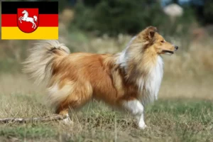 Mehr über den Artikel erfahren Sheltie Züchter und Welpen in Niedersachsen