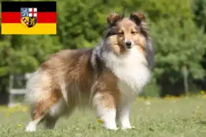 Mehr über den Artikel erfahren Sheltie Züchter und Welpen im Saarland