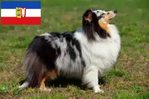 Mehr über den Artikel erfahren Sheltie Züchter und Welpen in Schleswig-Holstein