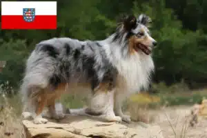 Mehr über den Artikel erfahren Sheltie Züchter und Welpen in Thüringen