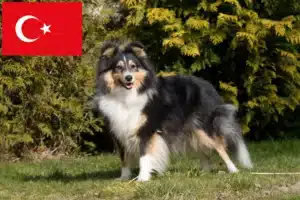 Mehr über den Artikel erfahren Sheltie Züchter und Welpen in der Türkei