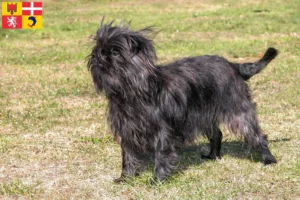 Mehr über den Artikel erfahren Affenpinscher Züchter und Welpen in Auvergne-Rhône-Alpes