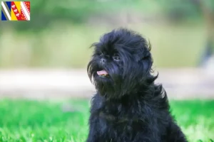 Mehr über den Artikel erfahren Affenpinscher Züchter und Welpen in Grand Est