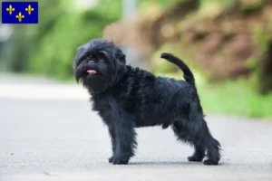 Mehr über den Artikel erfahren Affenpinscher Züchter und Welpen in Île-de-France