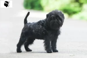 Mehr über den Artikel erfahren Affenpinscher Züchter und Welpen auf Korsika