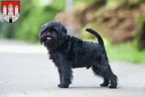 Mehr über den Artikel erfahren Affenpinscher Züchter und Welpen in Salzburg