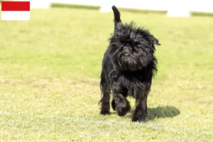 Mehr über den Artikel erfahren Affenpinscher Züchter und Welpen in Wien