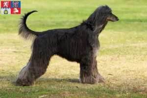 Mehr über den Artikel erfahren Afghanischer Windhund Züchter und Welpen in Pardubice