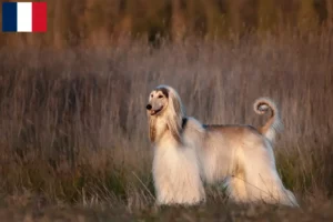 Mehr über den Artikel erfahren Afghanischer Windhund Züchter und Welpen auf Réunion