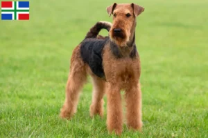 Mehr über den Artikel erfahren Airedale Terrier Züchter und Welpen in Groningen