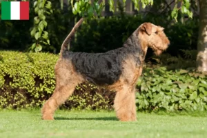 Mehr über den Artikel erfahren Airedale Terrier Züchter und Welpen in Italien