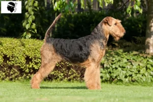 Mehr über den Artikel erfahren Airedale Terrier Züchter und Welpen auf Korsika