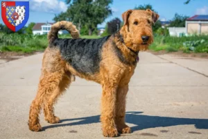 Mehr über den Artikel erfahren Airedale Terrier Züchter und Welpen in Pays de la Loire