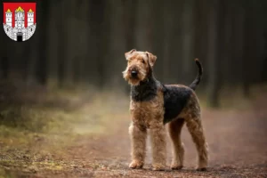 Mehr über den Artikel erfahren Airedale Terrier Züchter und Welpen in Salzburg