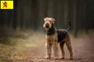 Mehr über den Artikel erfahren Airedale Terrier Züchter und Welpen in Südholland