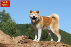 Mehr über den Artikel erfahren Akita Züchter und Welpen in der Normandie