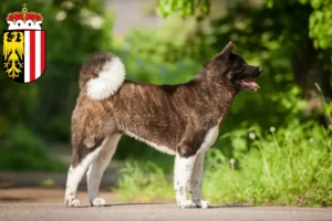 Mehr über den Artikel erfahren Akita Züchter und Welpen in Oberösterreich