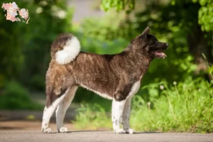 Mehr über den Artikel erfahren Akita Züchter und Welpen in Syddanmark