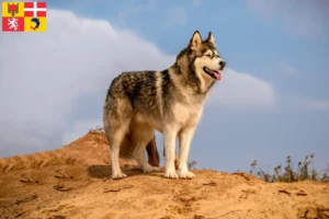 Mehr über den Artikel erfahren Alaskan Malamute Züchter und Welpen in Auvergne-Rhône-Alpes