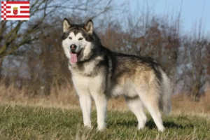 Mehr über den Artikel erfahren Alaskan Malamute Züchter und Welpen in Bremen