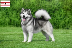 Mehr über den Artikel erfahren Alaskan Malamute Züchter und Welpen in Drenthe