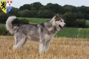 Mehr über den Artikel erfahren Alaskan Malamute Züchter und Welpen in Hauts-de-France