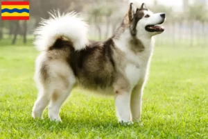 Mehr über den Artikel erfahren Alaskan Malamute Züchter und Welpen in Overijssel