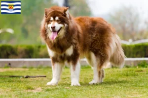 Mehr über den Artikel erfahren Alaskan Malamute Züchter und Welpen in Zeeland