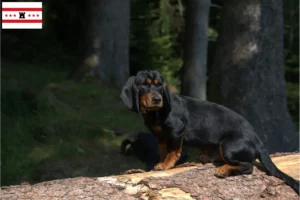 Mehr über den Artikel erfahren Alpenländische Dachsbracke Züchter und Welpen in Drenthe