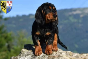 Mehr über den Artikel erfahren Alpenländische Dachsbracke Züchter und Welpen in Hauts-de-France