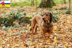 Mehr über den Artikel erfahren Alpenländische Dachsbracke Züchter und Welpen in Limburg