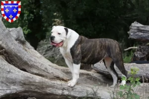 Mehr über den Artikel erfahren American Bulldog Züchter und Welpen in Centre-Val de Loire