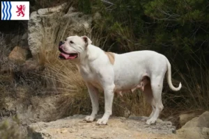 Mehr über den Artikel erfahren American Bulldog Züchter und Welpen in Nouvelle-Aquitaine