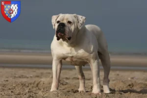 Mehr über den Artikel erfahren American Bulldog Züchter und Welpen in Pays de la Loire