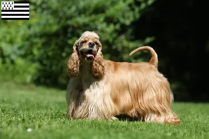 Mehr über den Artikel erfahren American Cocker Spaniel Züchter und Welpen in der Bretagne