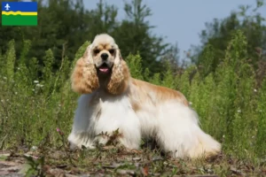 Mehr über den Artikel erfahren American Cocker Spaniel Züchter und Welpen in Flevoland