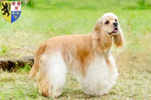 Mehr über den Artikel erfahren American Cocker Spaniel Züchter und Welpen in Hauts-de-France