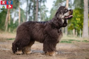 Mehr über den Artikel erfahren American Cocker Spaniel Züchter und Welpen in Pardubice